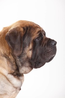 Mastiff