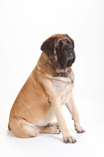 Mastiff