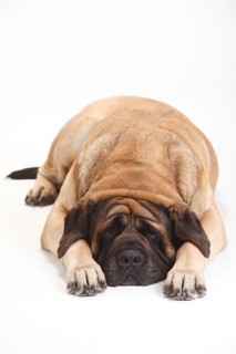 Mastiff