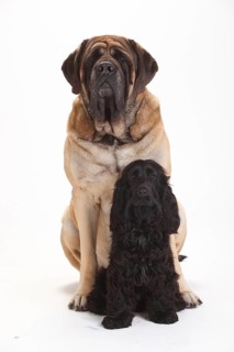 Mastiff and English Cocker Spaniel