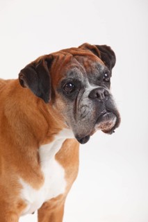 German Boxer