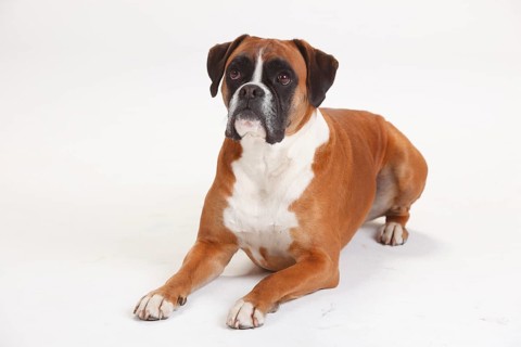 German Boxer