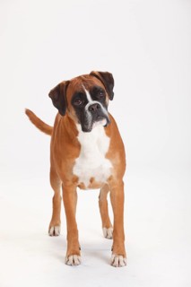 German Boxer