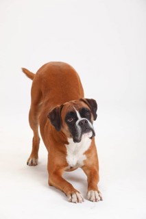 German boxer