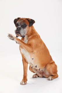 German Boxer