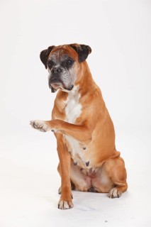 German Boxer