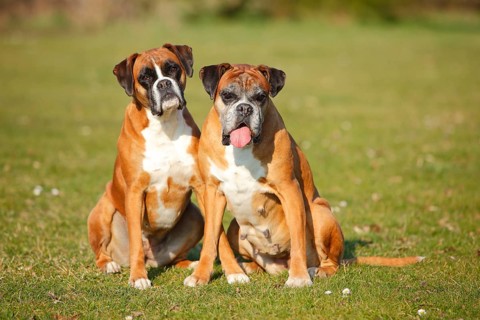 German Boxer