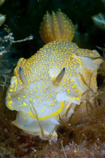 Yellow-violet star snail