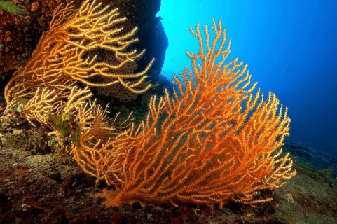 Yellow yellow gorgonian