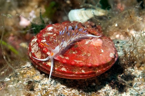Travelling thread snail