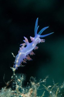 Violet Flabellina