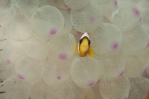 Ringed anemonefish