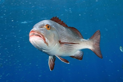 Mangrove red snapper