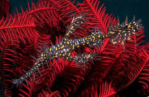 Ornate ghost pipefish