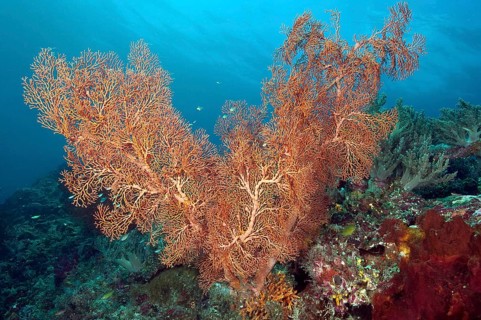 Knotted sea fan