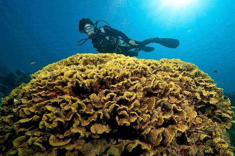 Diver and Yellow Lettuce Coral