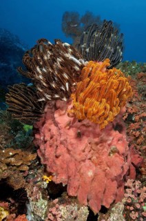 Feather stars on pink sponge