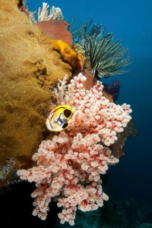 Hard corals