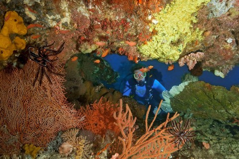 Diver with soft coral