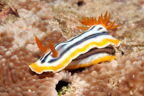 Pyjama nudibranch