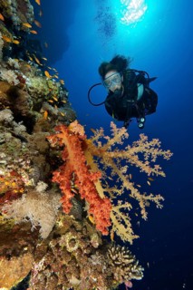Diver with soft coral