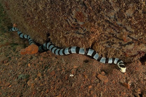 Banded colubrine sea krait