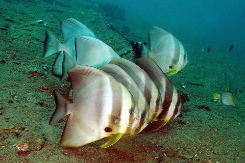 Orbicular batfish