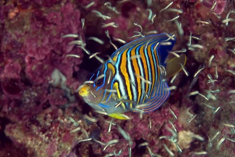 Royal angelfish