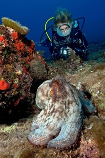 Diver and common octopus