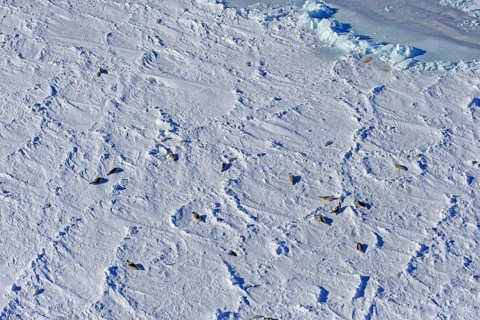 Harp Seal