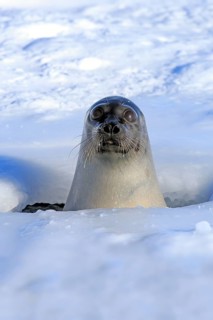 Harp seal