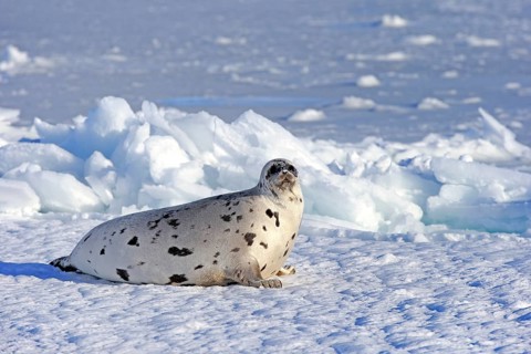 Harp seal