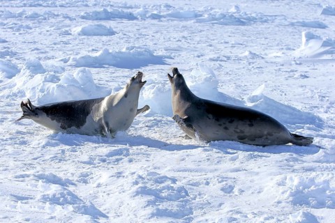 Harp seals