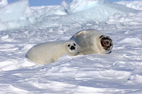 Harp seals