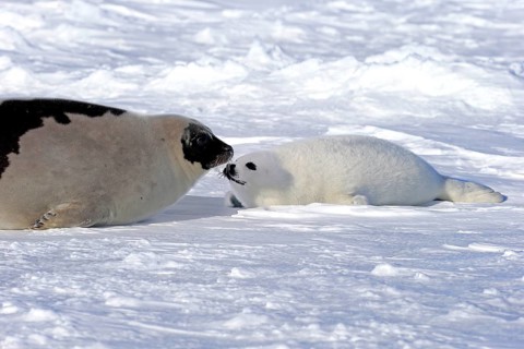Harp seals