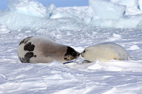 Harp seals