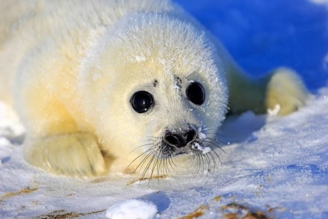 Harp Seal
