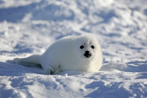 Harp Seal