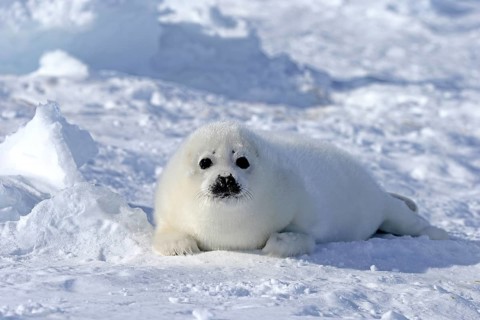Harp seal