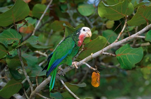 Cuban Amazon