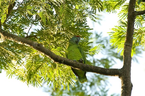 Amazon festive parrot
