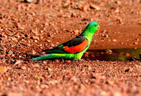 Red-winged parrots