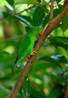 Spring Parrot