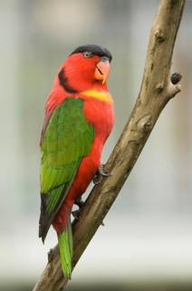 Green-tailed Lory