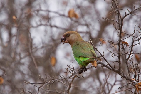 Brown headed Parrot