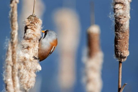 Bearded Reedling