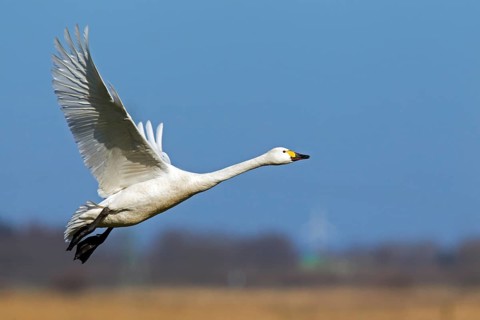 Tundra swan