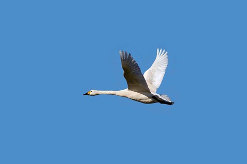 Tundra swan