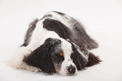 American Cocker Spaniel