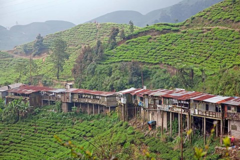 Indonesian huts and terraced tea plantation on the slopes of Mount Gede